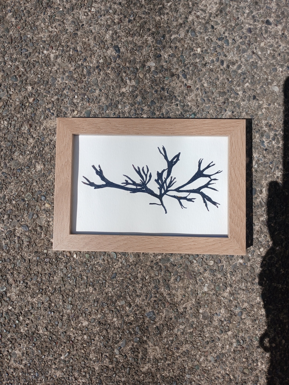 Framed Branched Pressed Seaweed Wall Art - Natural Wood Frame
